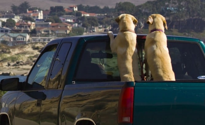 How to Transport a Dog in a Truck Bed?