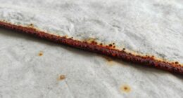 moisture causes rust buildup